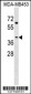 NECAB2 Antibody (N-term)
